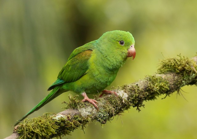 Plain parakeet store