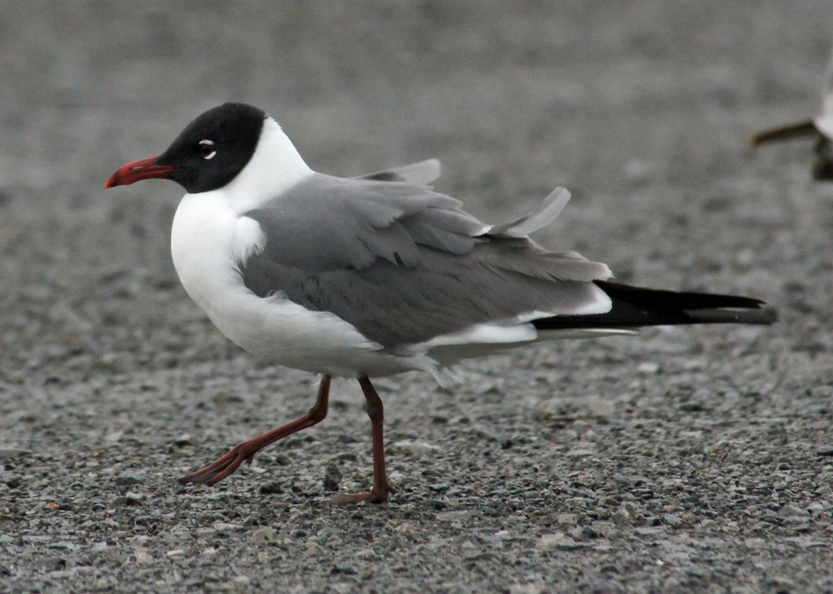 Laughing Gull - Michael Smith