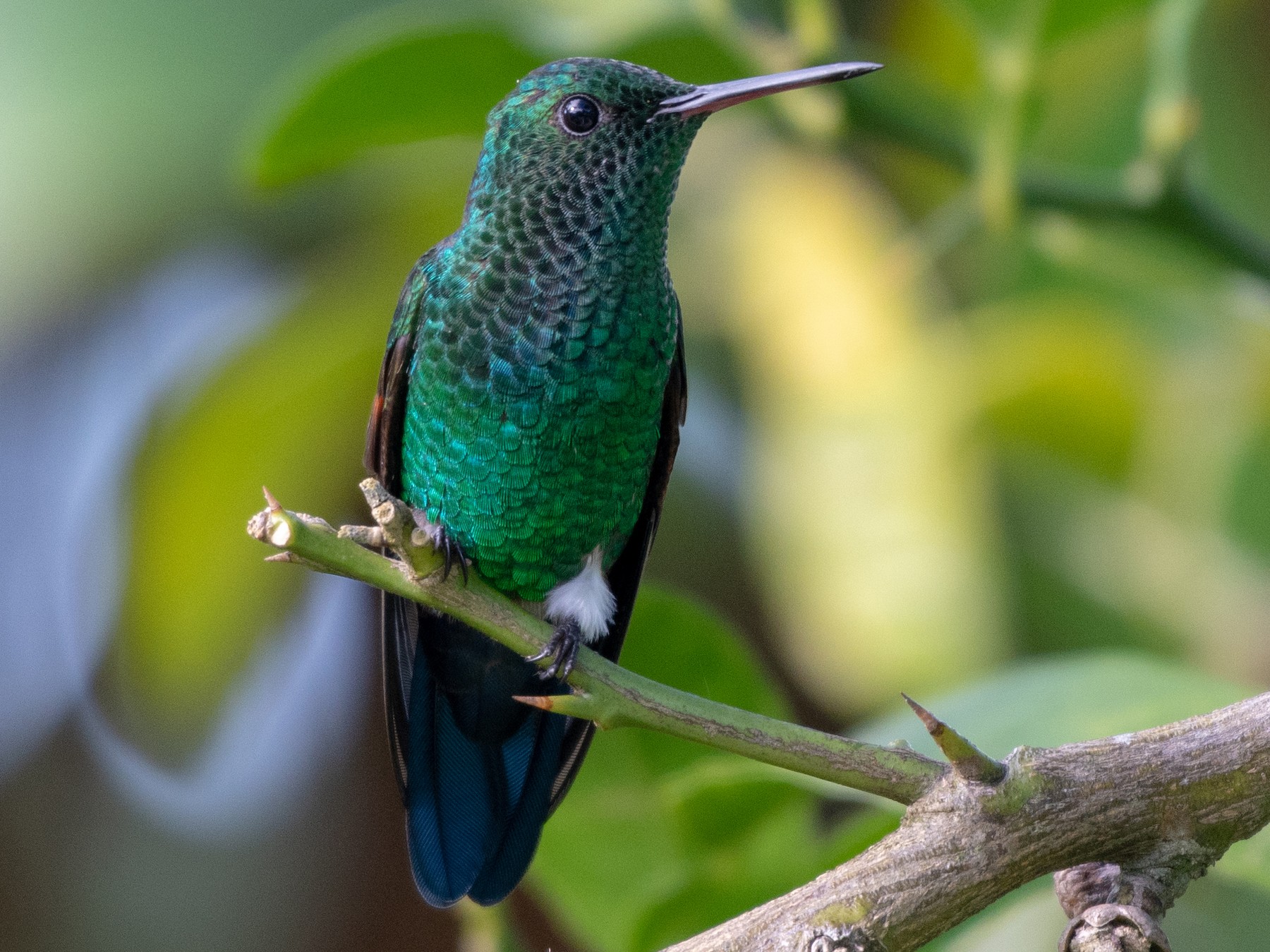 Blue-tailed Hummingbird - Ana Paula Oxom