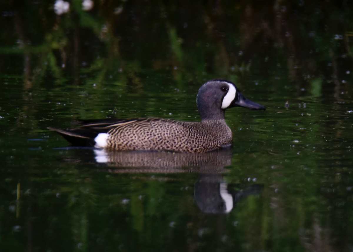 Blue-winged Teal - ML221755441