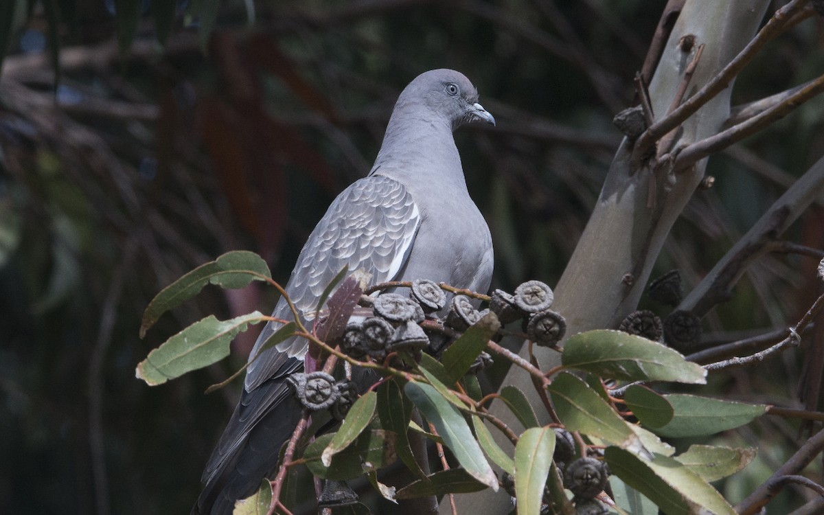 Spot-winged Pigeon - Thierry NOGARO