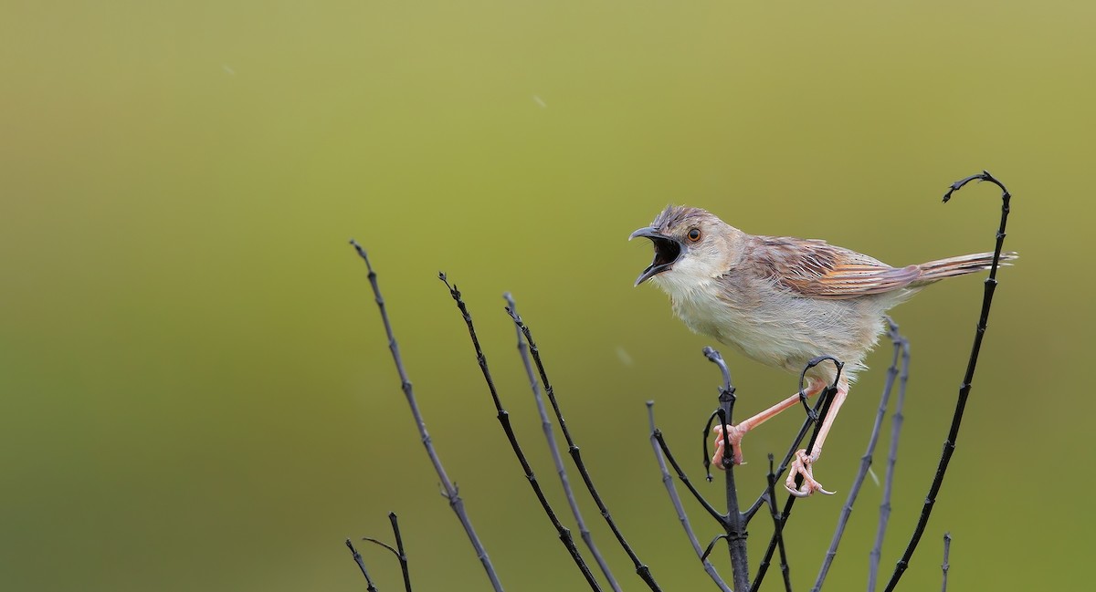 Croaking Cisticola