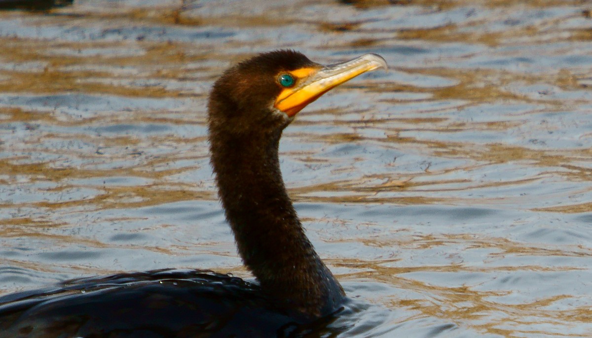 Double-crested Cormorant - Dave Smith