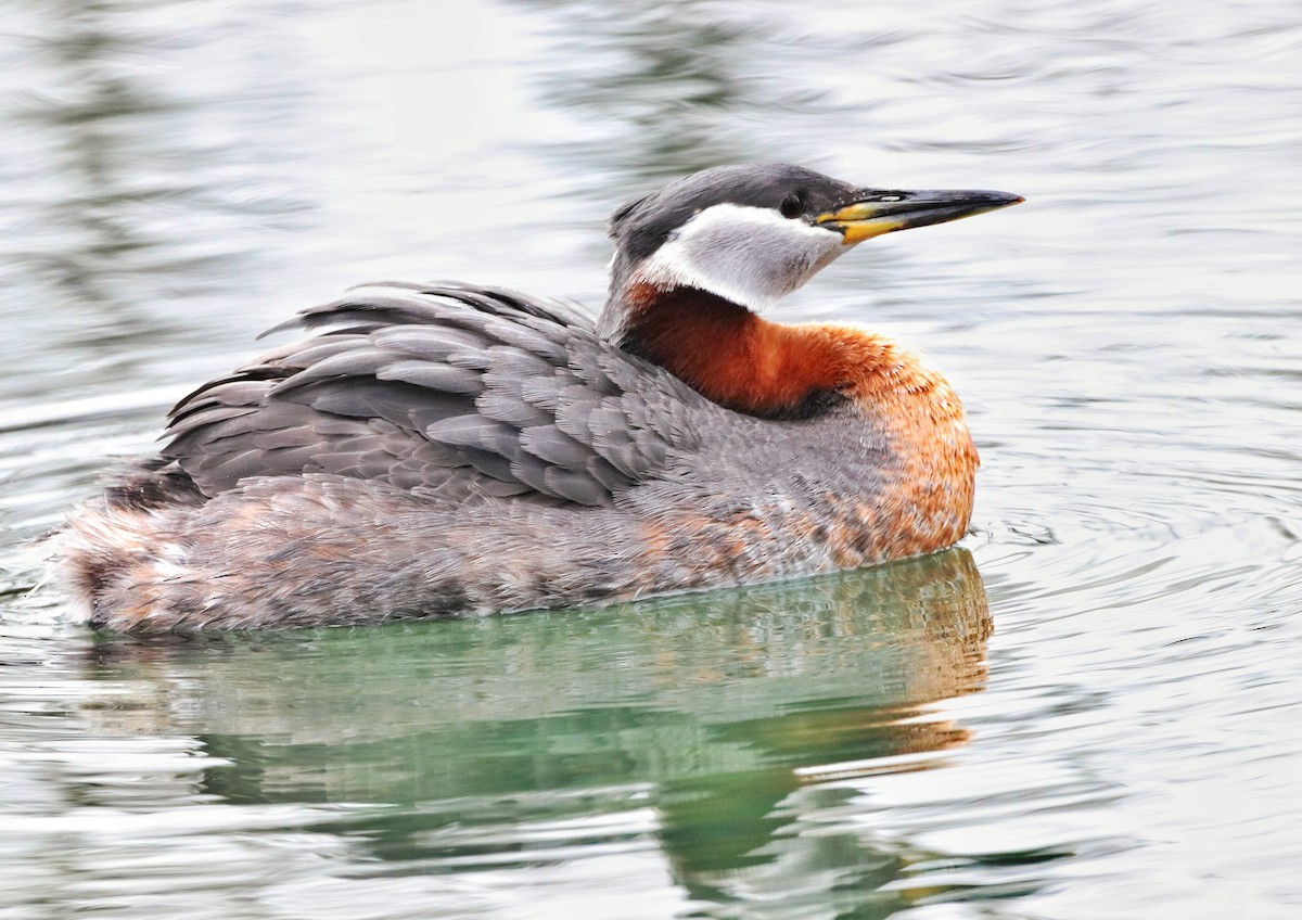 Red-necked Grebe - ML221758821