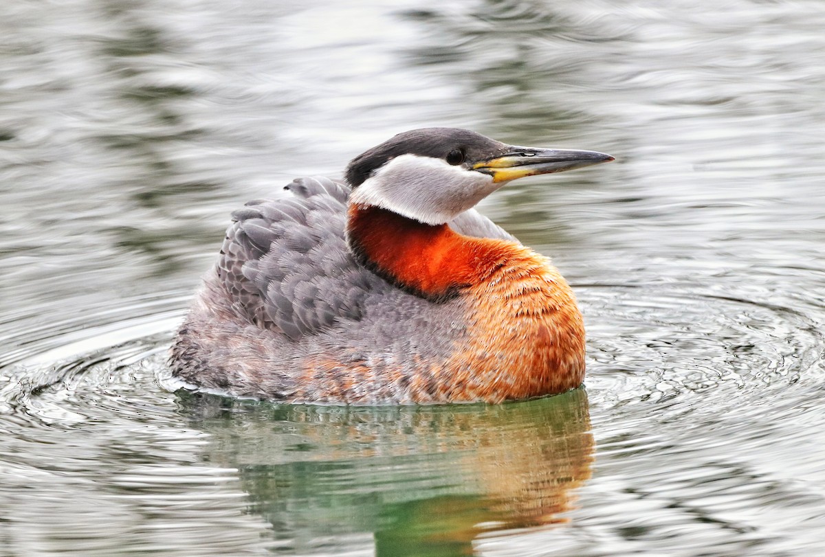 Red-necked Grebe - ML221758931