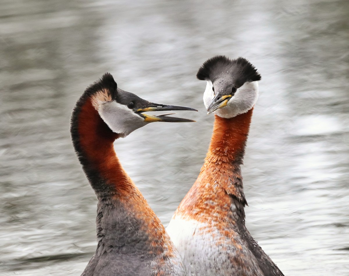 Red-necked Grebe - ML221759091
