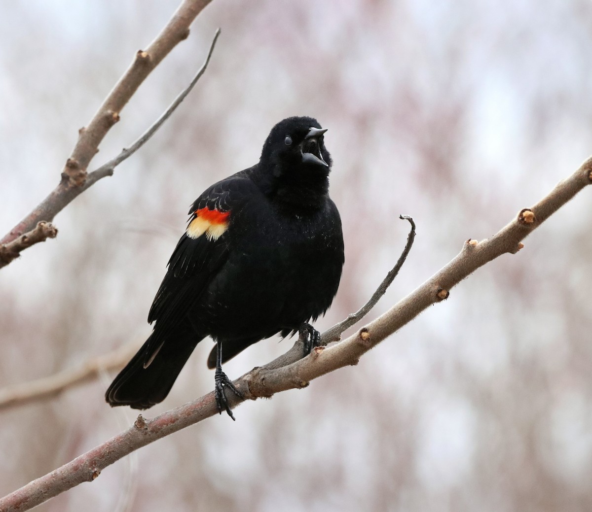 Red-winged Blackbird - ML221759411
