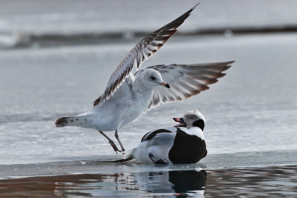 Long-tailed Duck - ML221759891