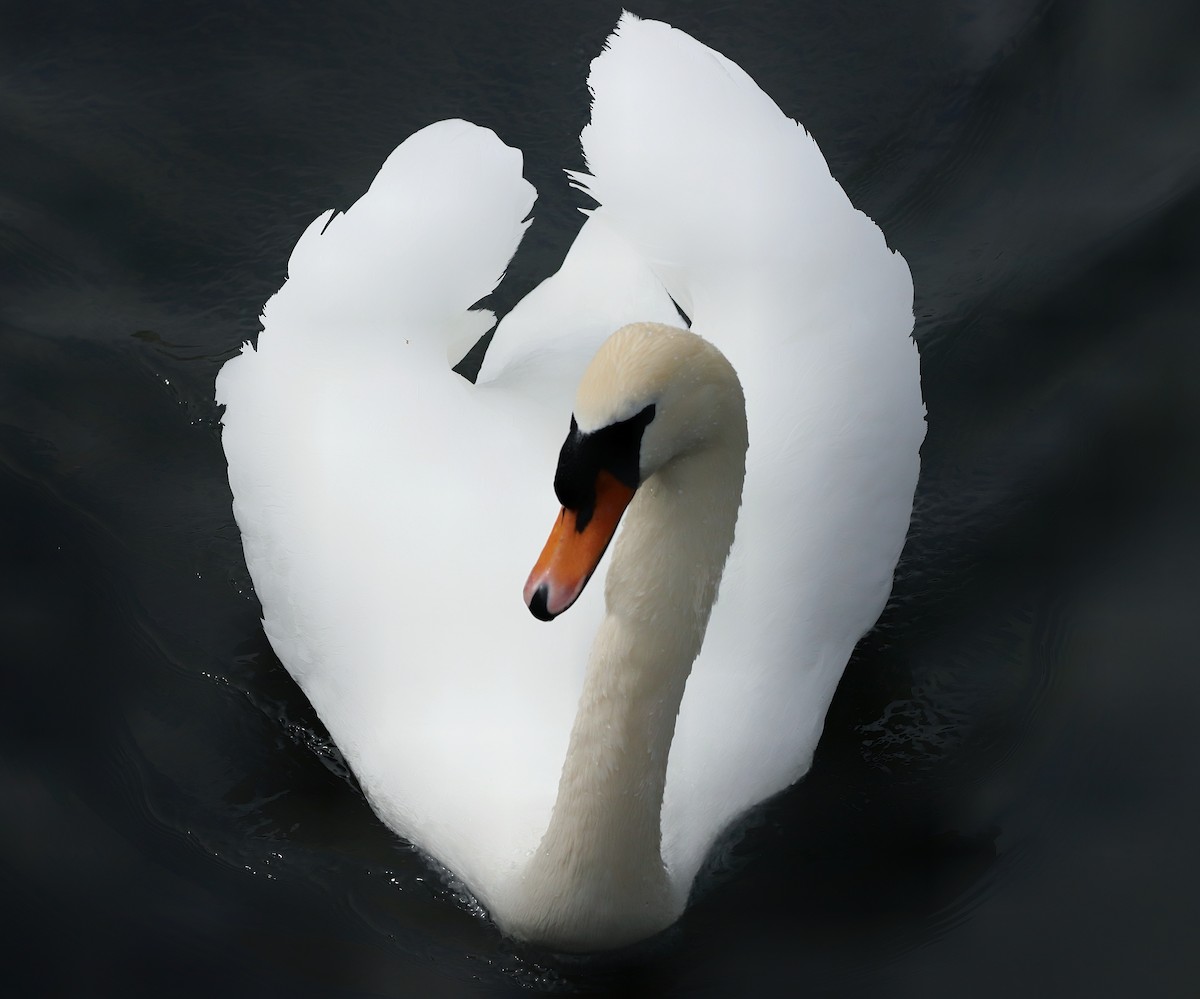 Mute Swan - Leon Dsilva