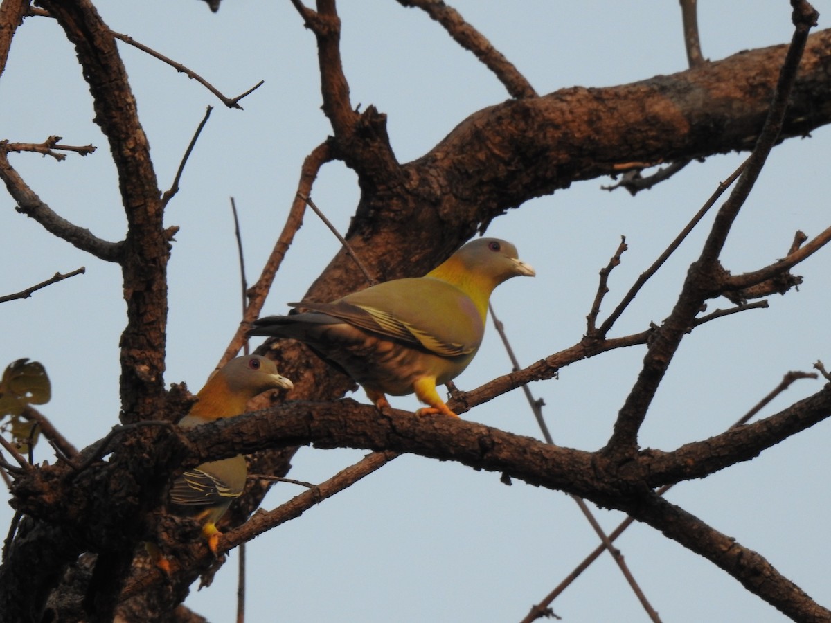 Yellow-footed Green-Pigeon - ML221760611