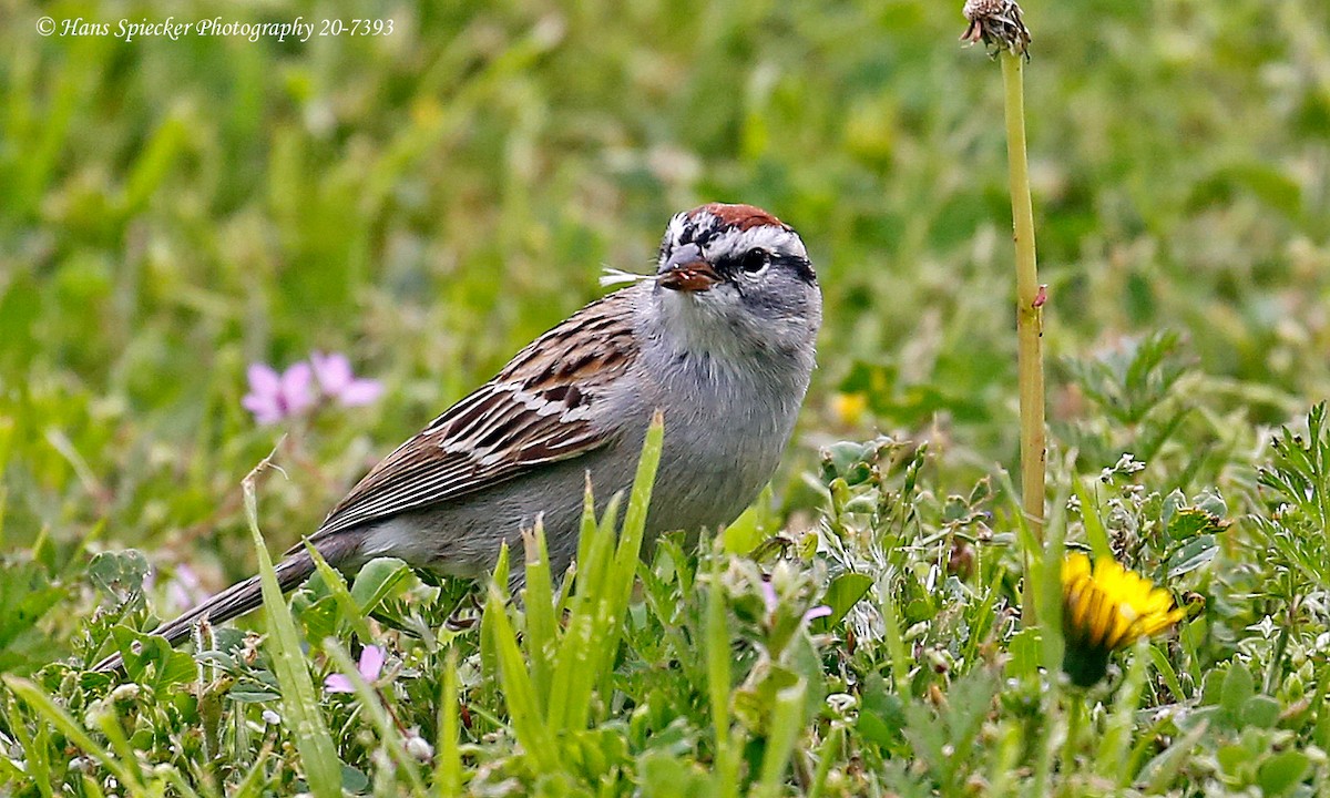 Chipping Sparrow - Hans Spiecker