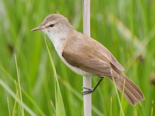  - Lesser Swamp Warbler