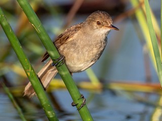  - Lesser Swamp Warbler