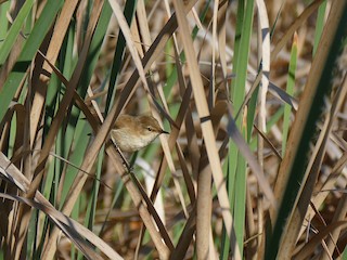  - Lesser Swamp Warbler