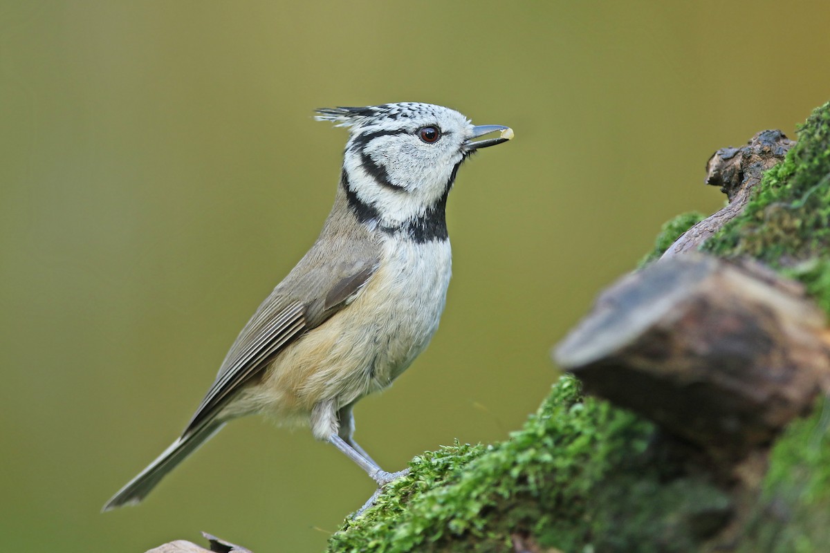 Crested Tit - ML221765251