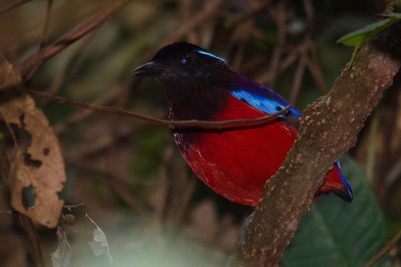 Black-crowned Pitta - Will Knowlton