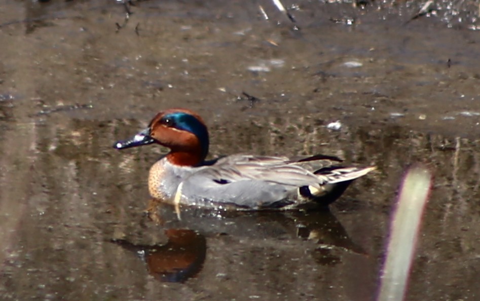 Green-winged Teal - ML221773851