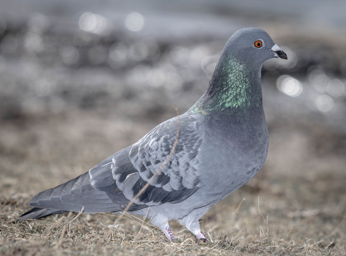 Rock Pigeon (Feral Pigeon) - William Richards