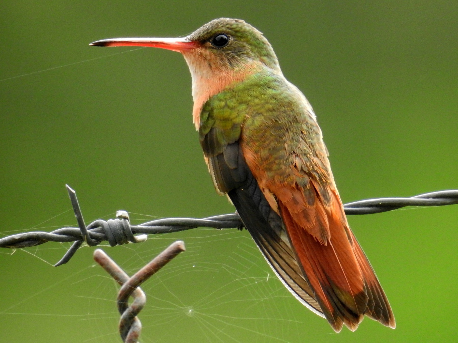 Cinnamon Hummingbird eBird