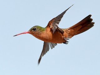 Cinnamon Hummingbird - eBird