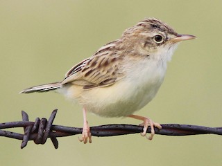  - Desert Cisticola