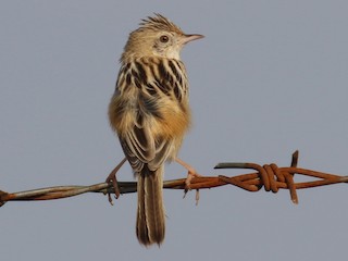  - Desert Cisticola