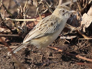  - Desert Cisticola