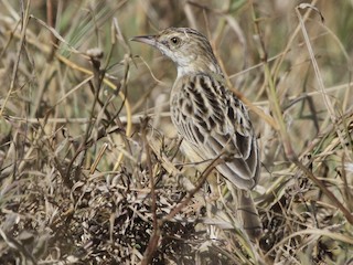  - Desert Cisticola