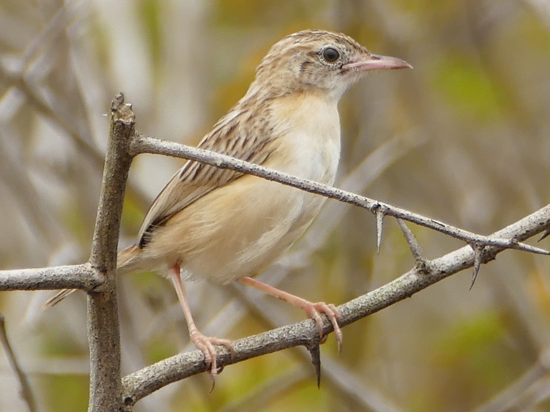 Desert Cisticola - Peter Kaestner