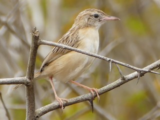  - Desert Cisticola