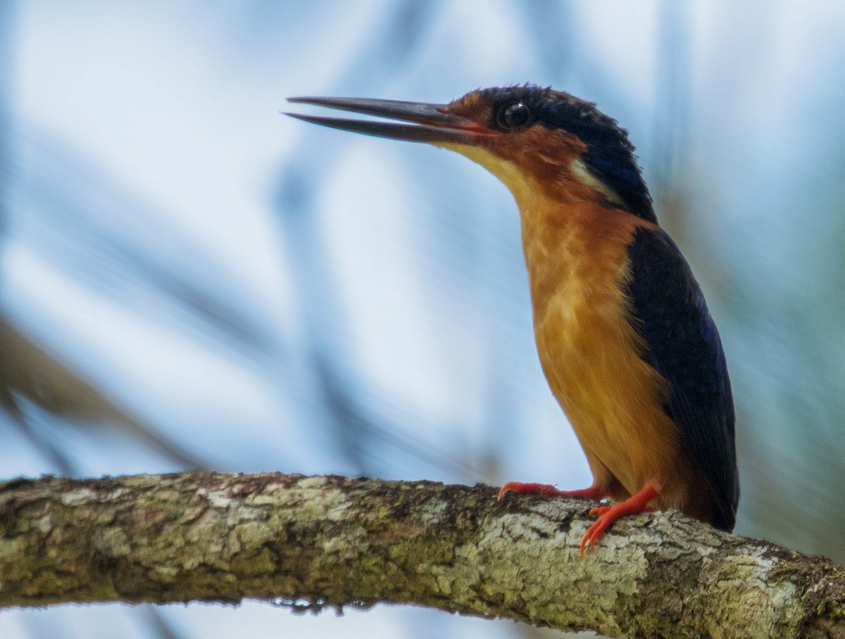 Malagasy Kingfisher - ML221777971