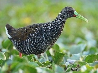  - Spotted Rail