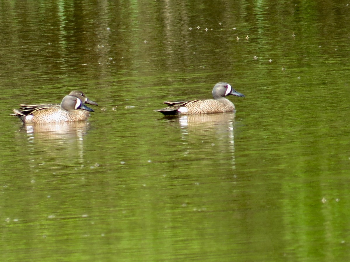 Blue-winged Teal - ML221787661