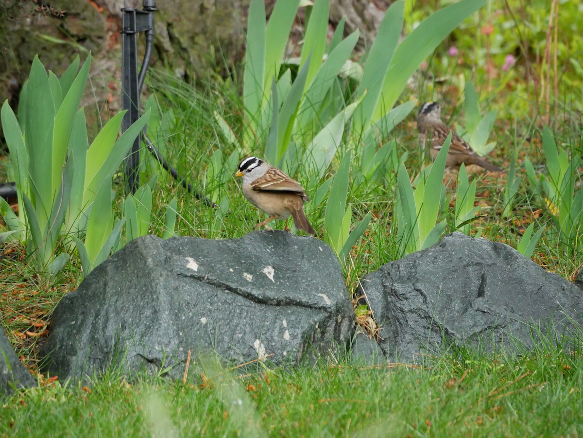 White-crowned Sparrow - Barbara Coll