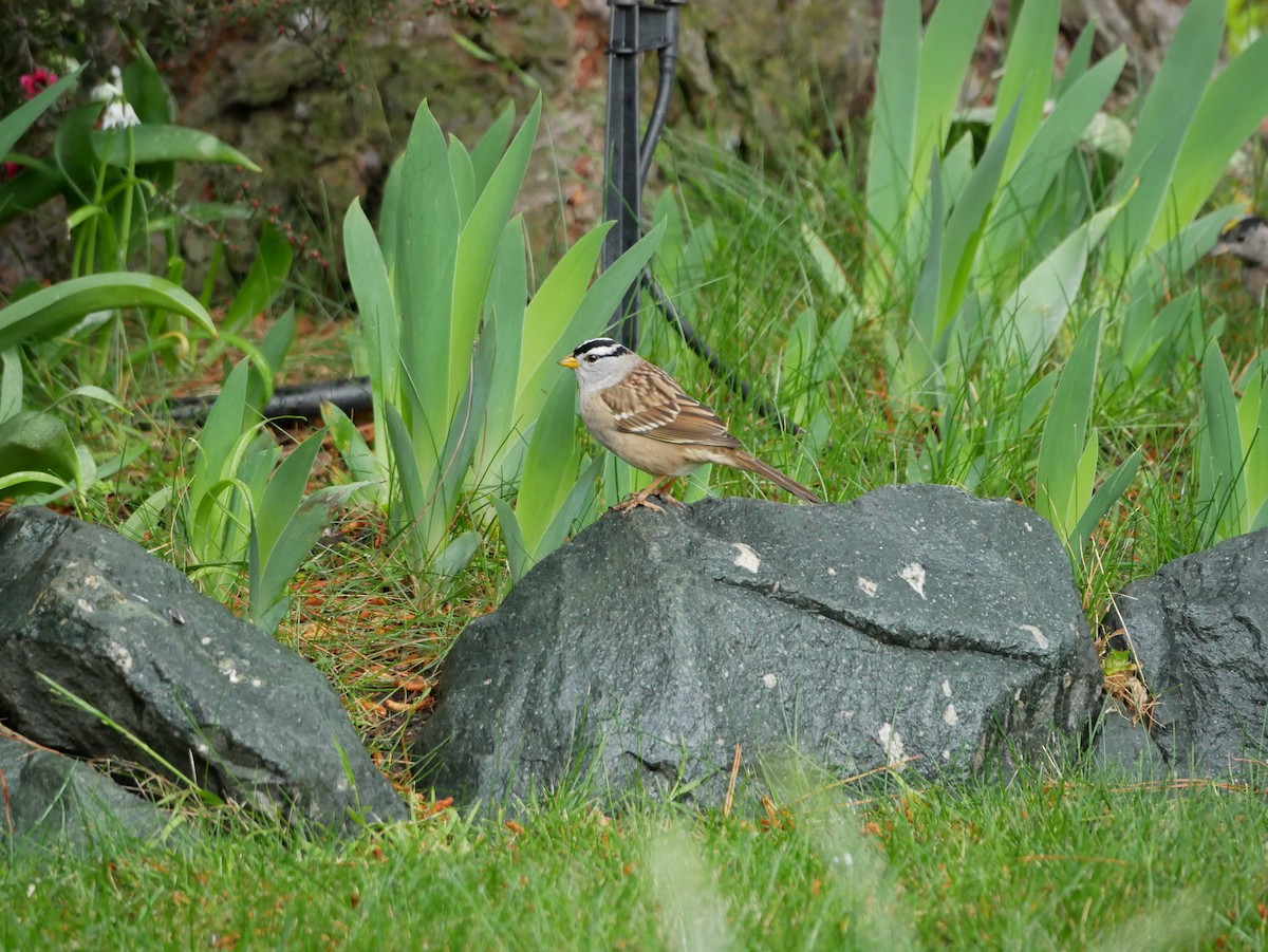 White-crowned Sparrow - Barbara Coll