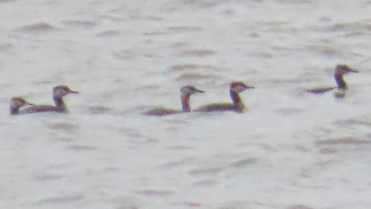 Red-necked Grebe - ML221794571
