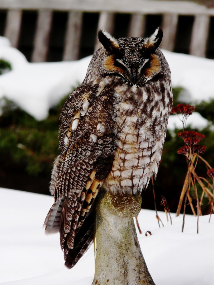 Long-eared Owl - Rene Laubach