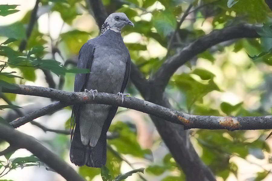 Ashy Wood-Pigeon - Dibyendu Ash