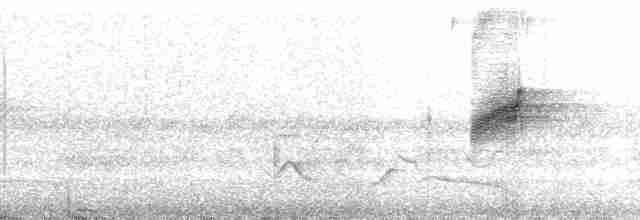 Мухоїд світлогорлий (підвид sulphurescens) - ML22180