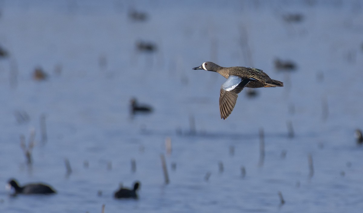 Blue-winged Teal - ML221806721