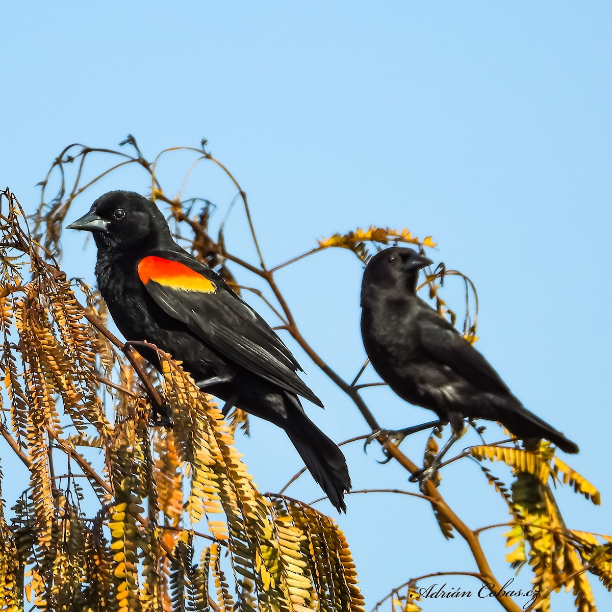 Red-shouldered Blackbird - Adrian Cobas (Casaanabirding)