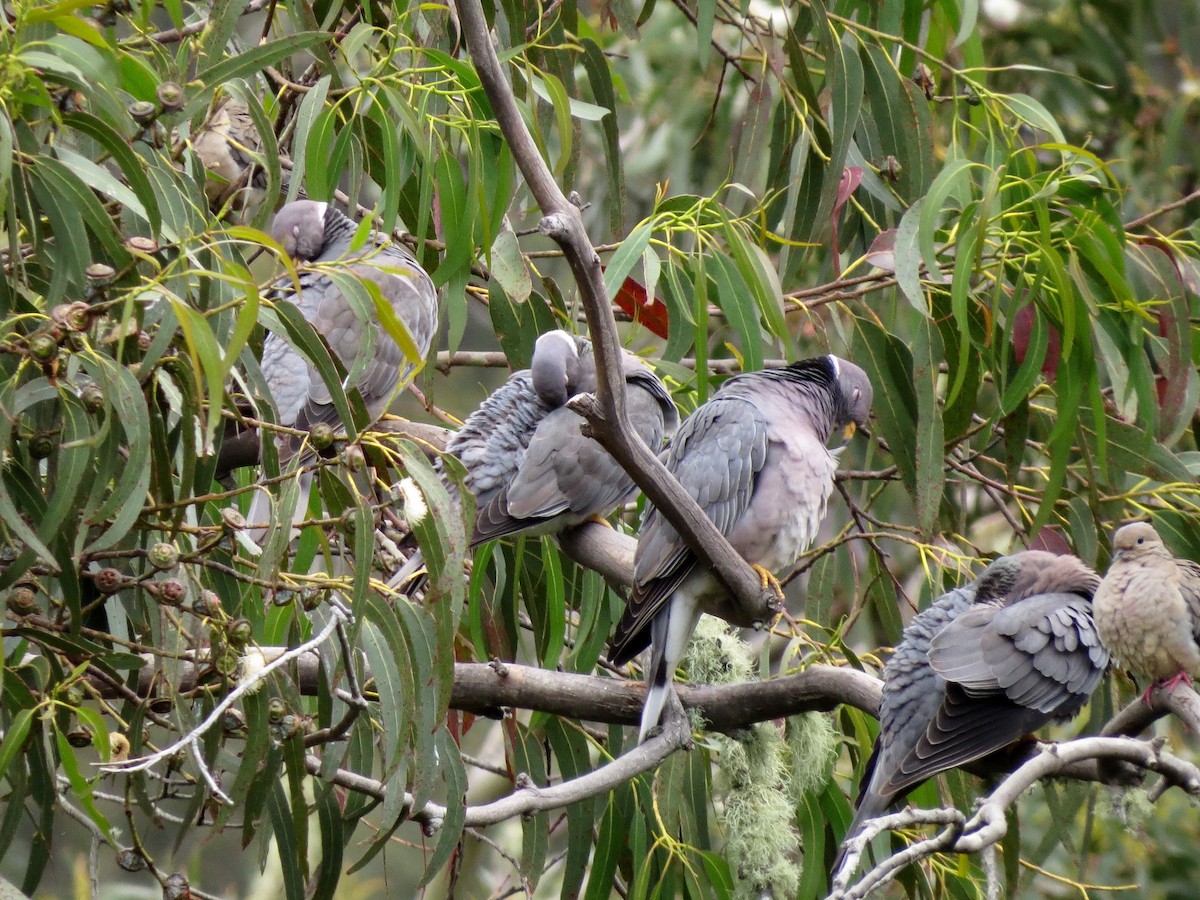 Band-tailed Pigeon - ML221814361