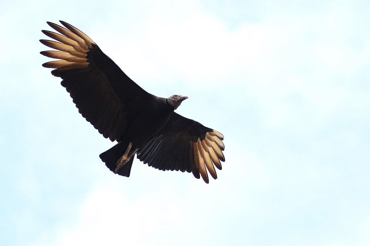 Black Vulture - ML221816001