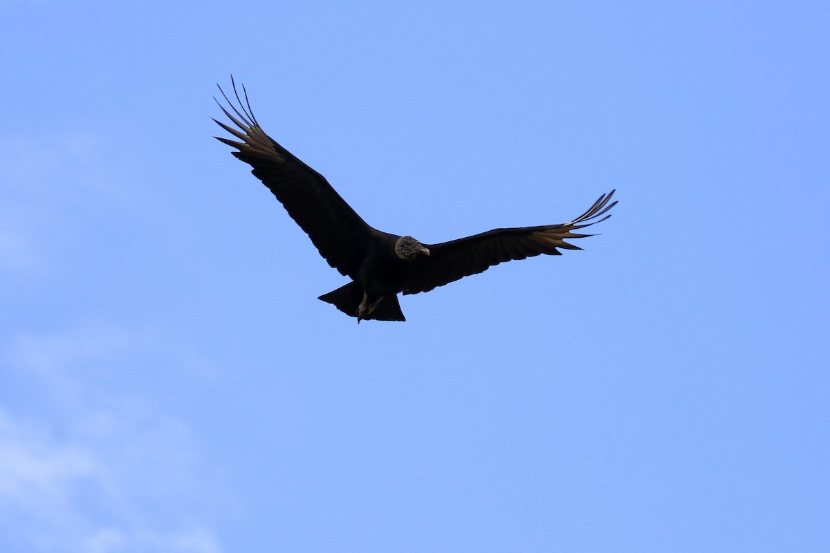 Black Vulture - ML221816051