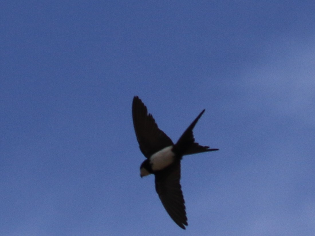 Black-collared Swallow - Denis Tétreault