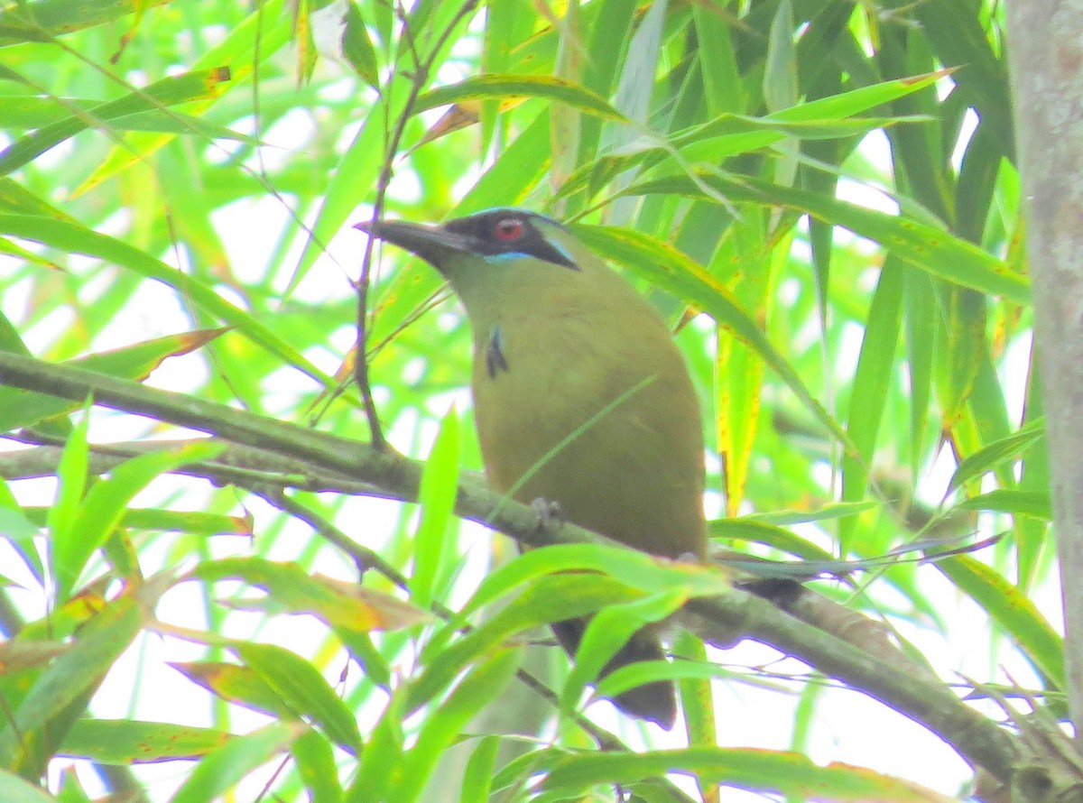 Whooping Motmot - Bob Curry