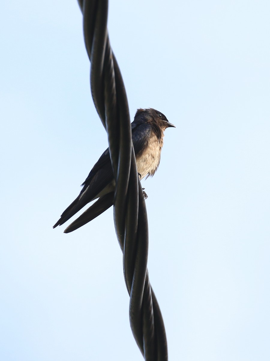 Black-collared Swallow - ML221816661