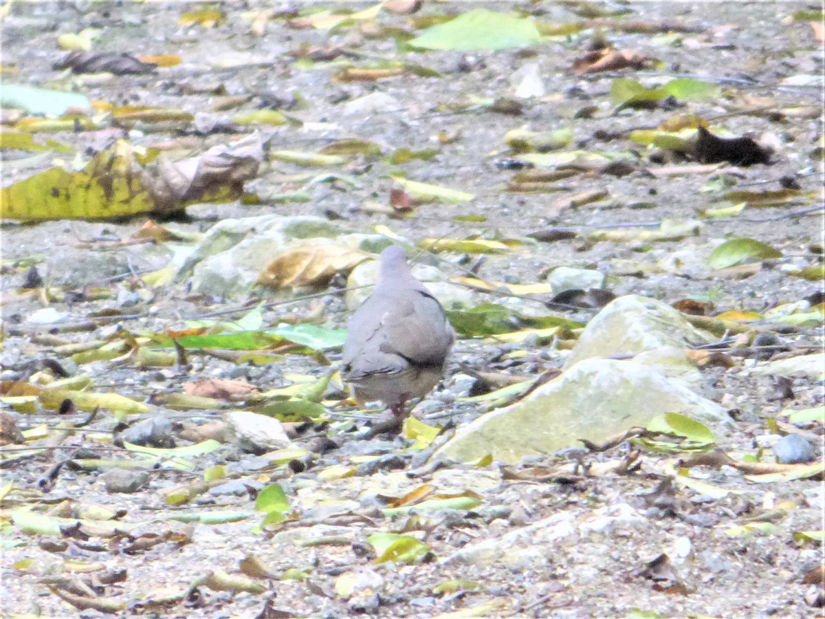 Gray-chested Dove - ML221816721