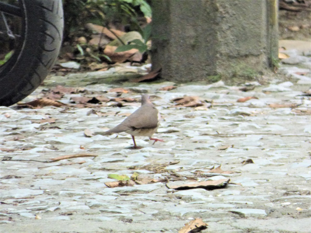 Gray-chested Dove - ML221816731