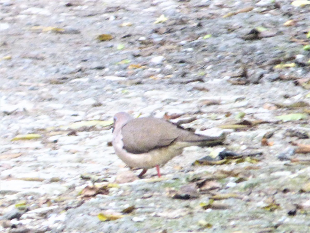Gray-chested Dove - ML221816741